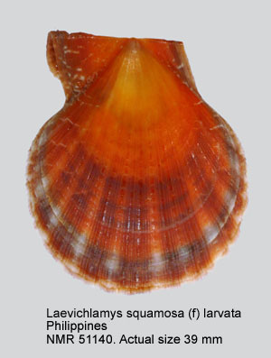 Laevichlamys squamosa (f) larvata.jpg - Laevichlamys squamosa (f) larvata(Reeve,1853)